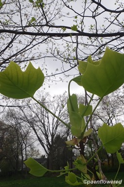 Emerging leaves